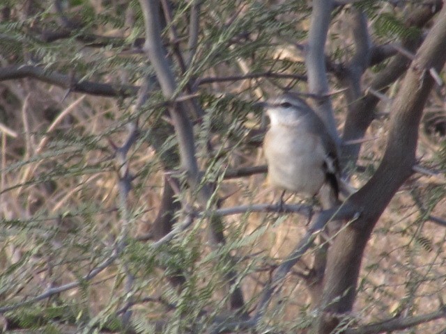 White-banded Mockingbird - ML620471420