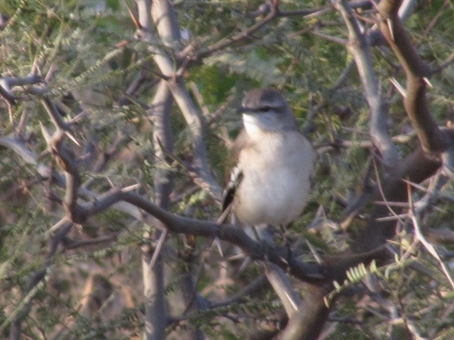 White-banded Mockingbird - ML620471421