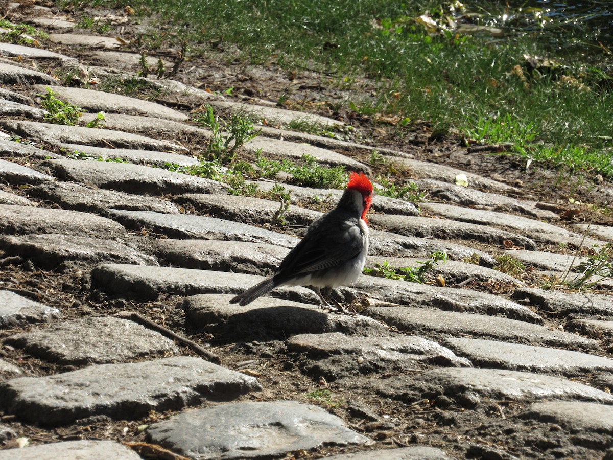 Red-crested Cardinal - ML620471422