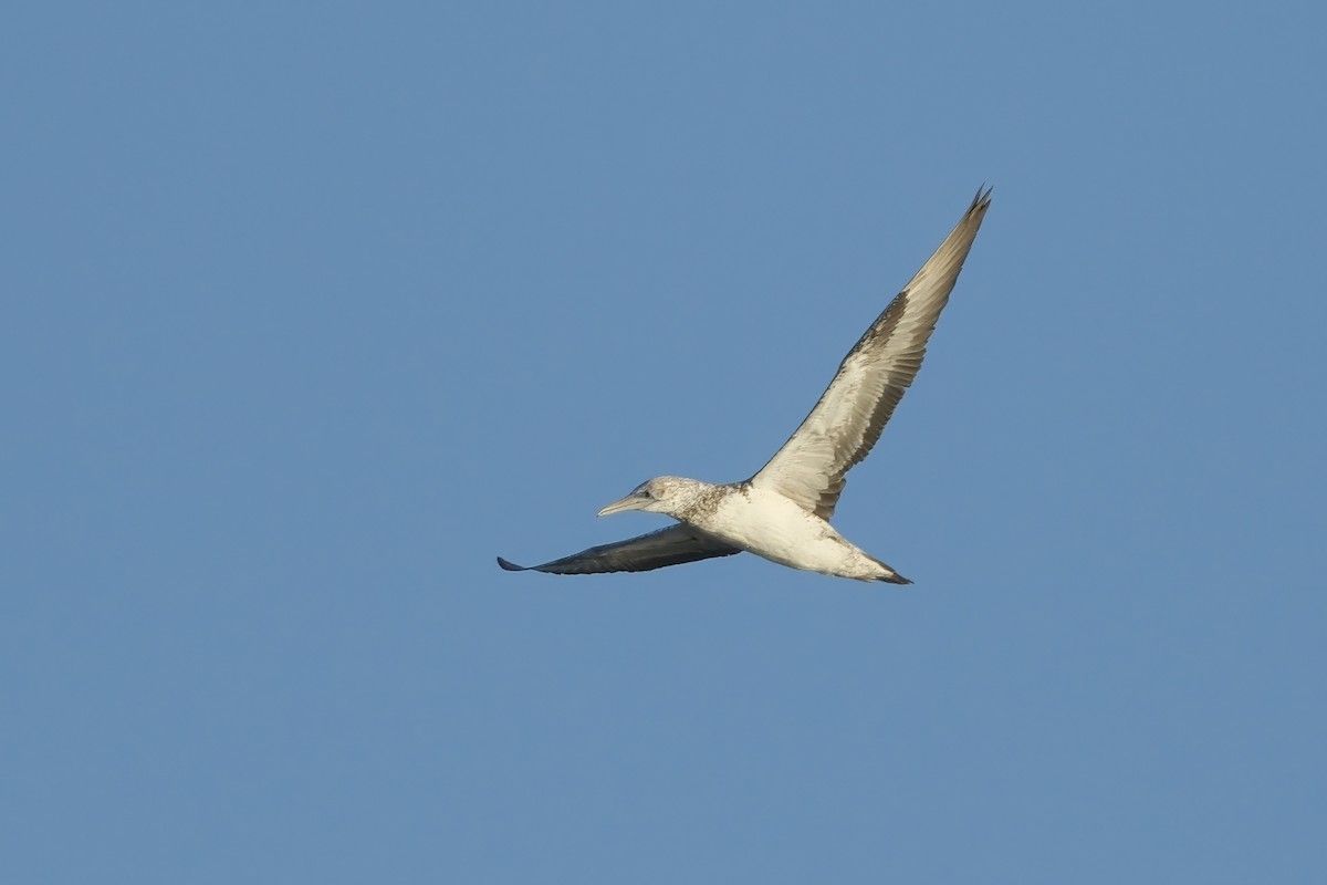 Australasian Gannet - ML620471423