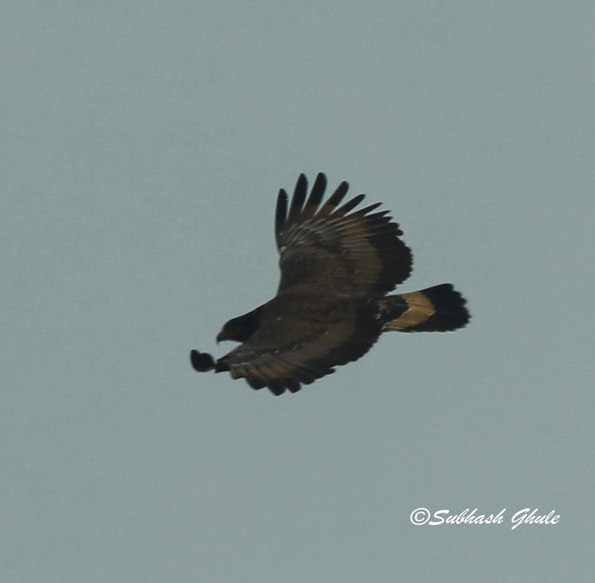 Crested Serpent-Eagle - ML620471424