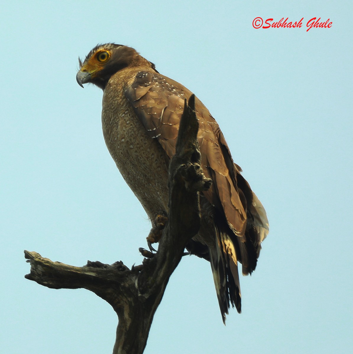 Crested Serpent-Eagle - ML620471425