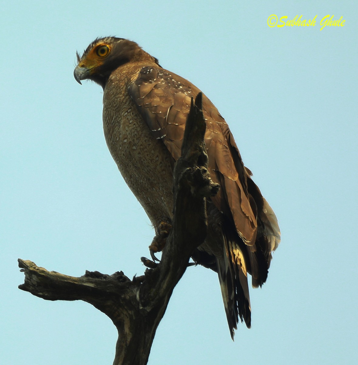 Crested Serpent-Eagle - ML620471426