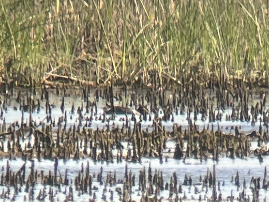 Green-winged Teal (American) - ML620471428