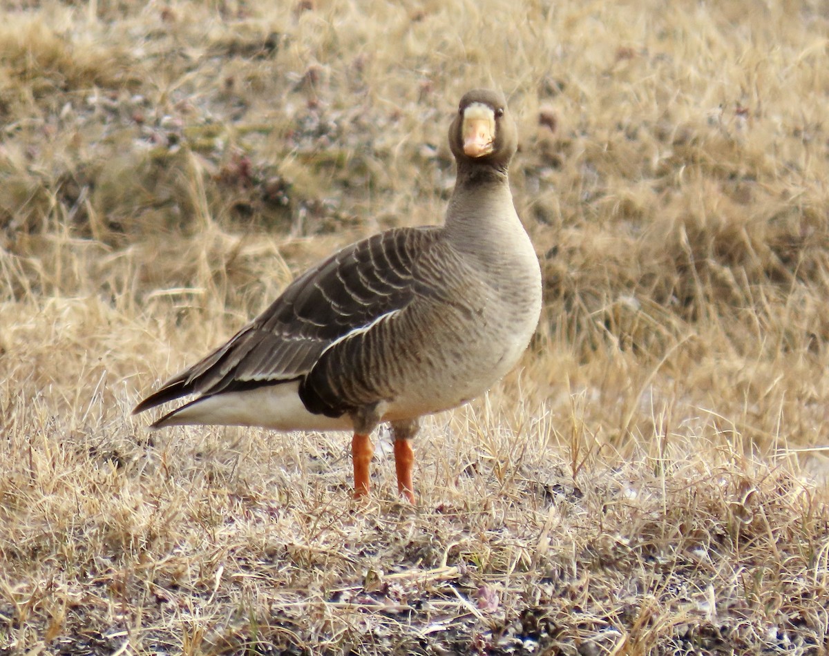 Greater White-fronted Goose (Western) - ML620471437