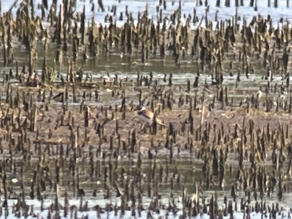 Semipalmated Plover - ML620471439