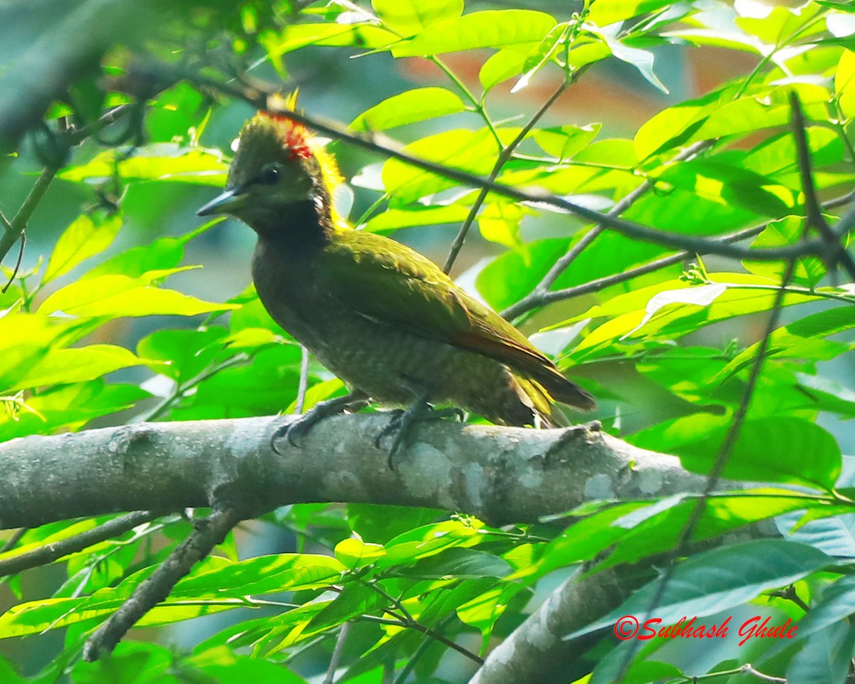 Lesser Yellownape - SUBHASH GHULE