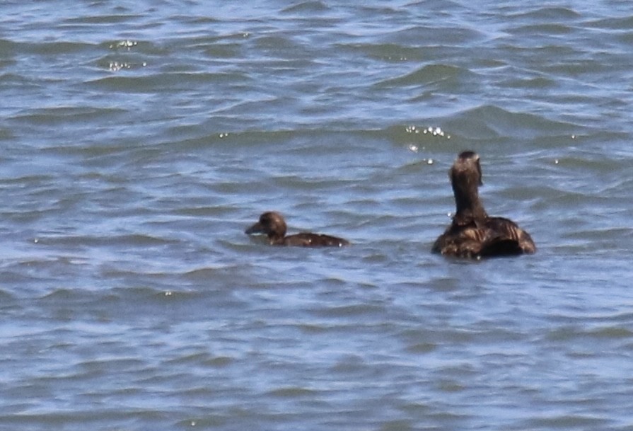 Common Eider (Dresser's) - ML620471454