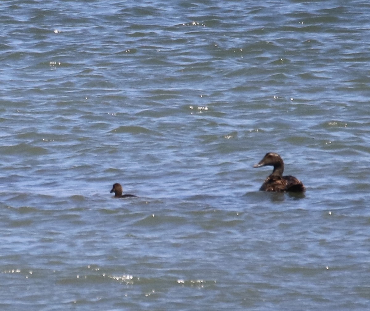 Common Eider (Dresser's) - ML620471456