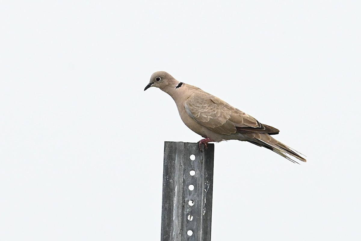 Eurasian Collared-Dove - ML620471460