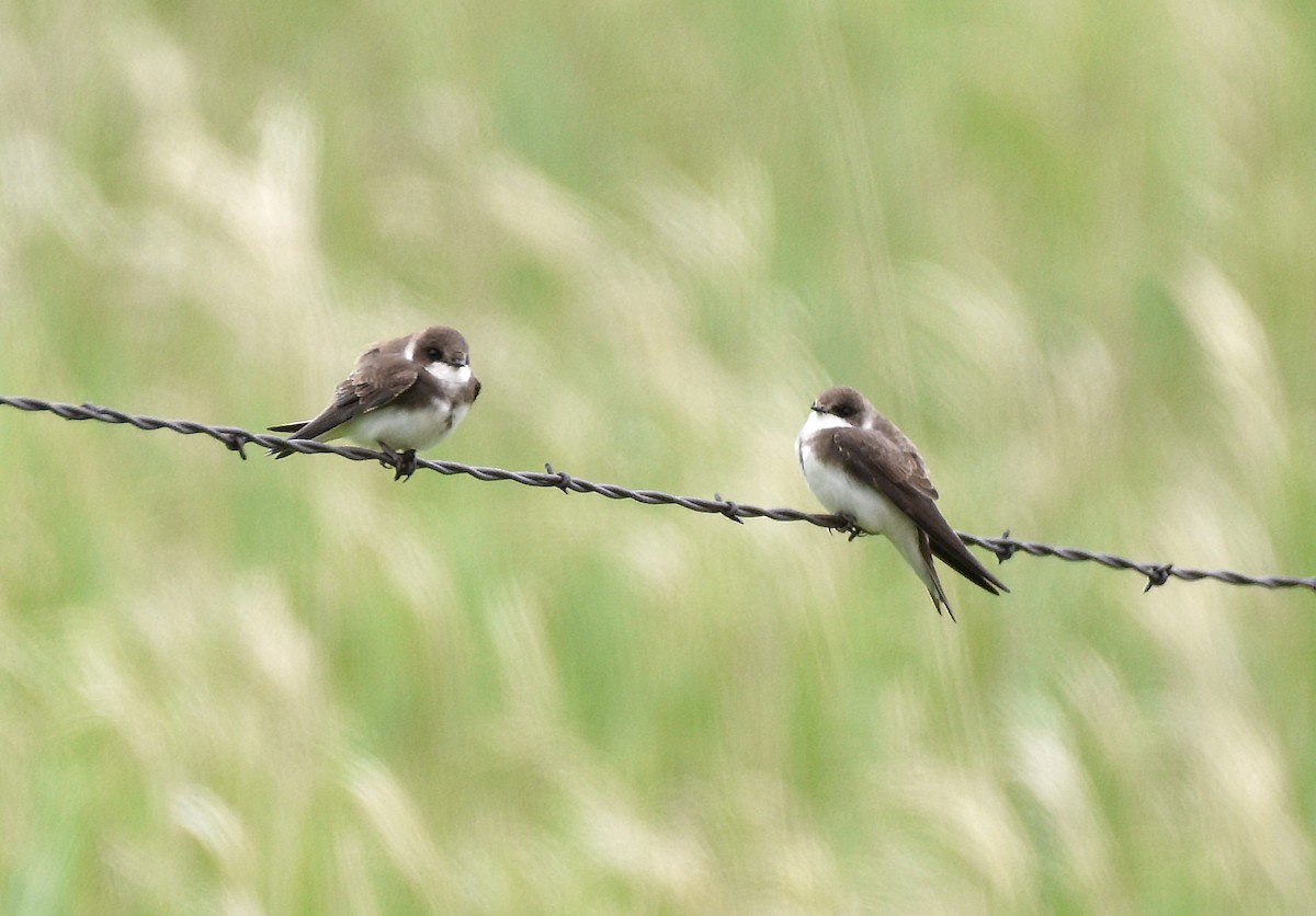 Bank Swallow - ML620471470