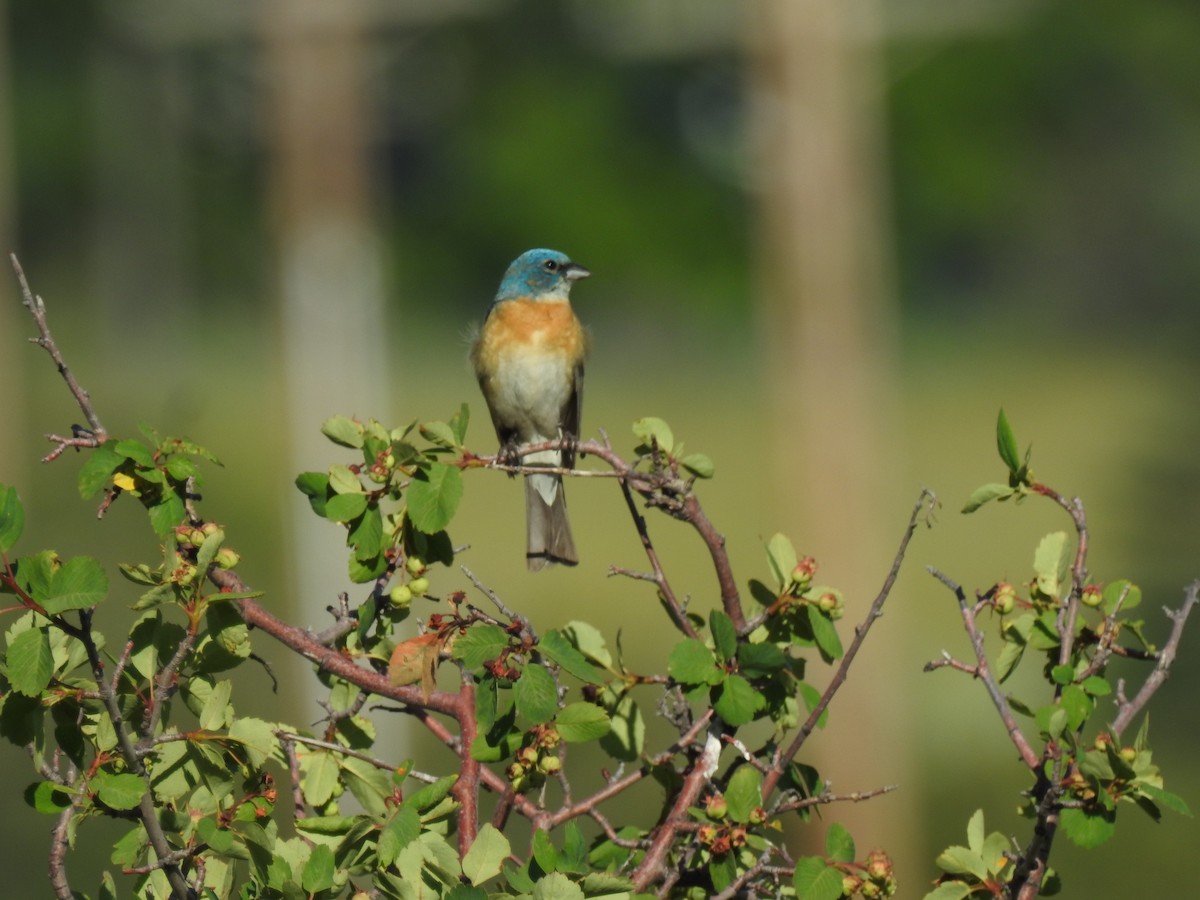 Lazuli Bunting - ML620471471