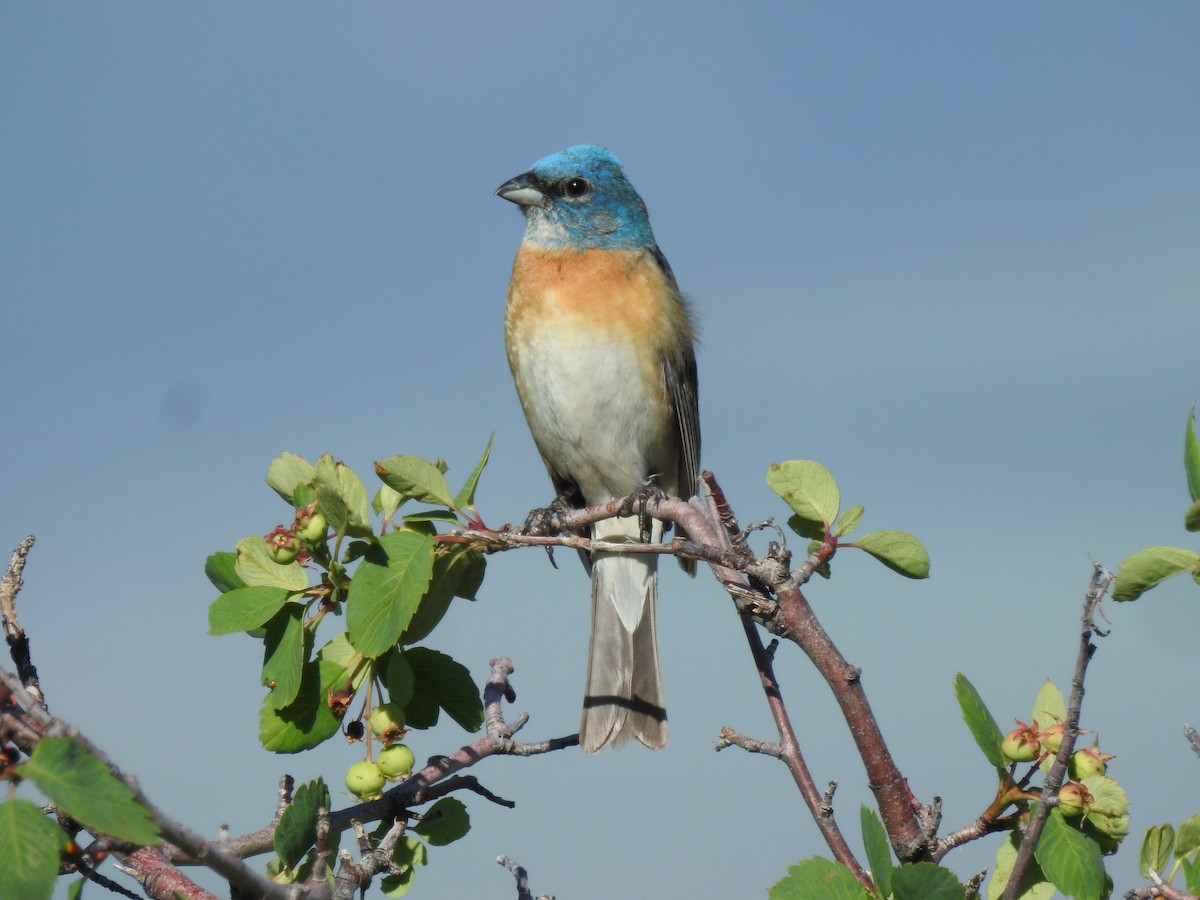 Lazuli Bunting - ML620471472