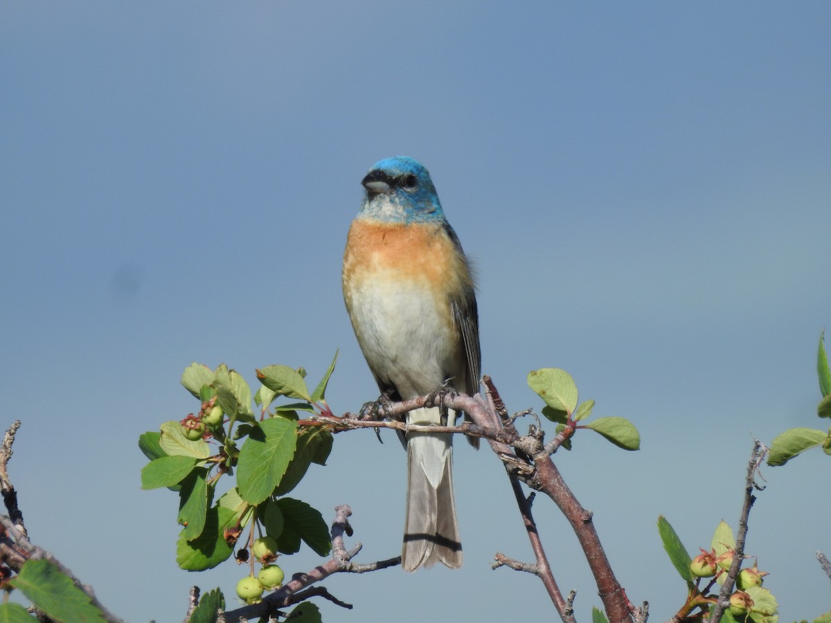 Lazuli Bunting - ML620471473