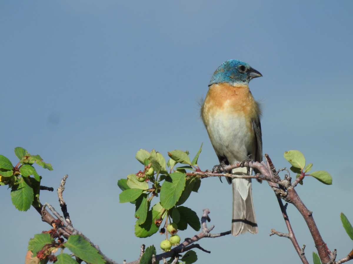 Lazuli Bunting - ML620471474