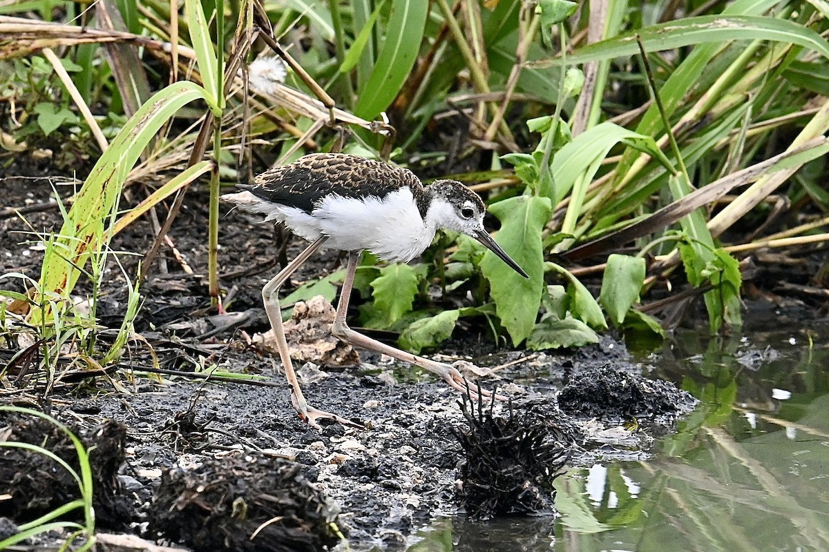 Black-necked Stilt - ML620471475