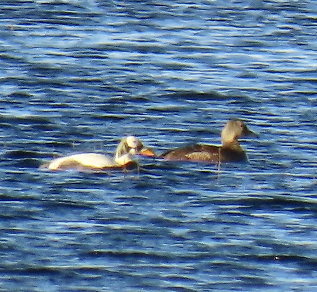 Spectacled Eider - ML620471481