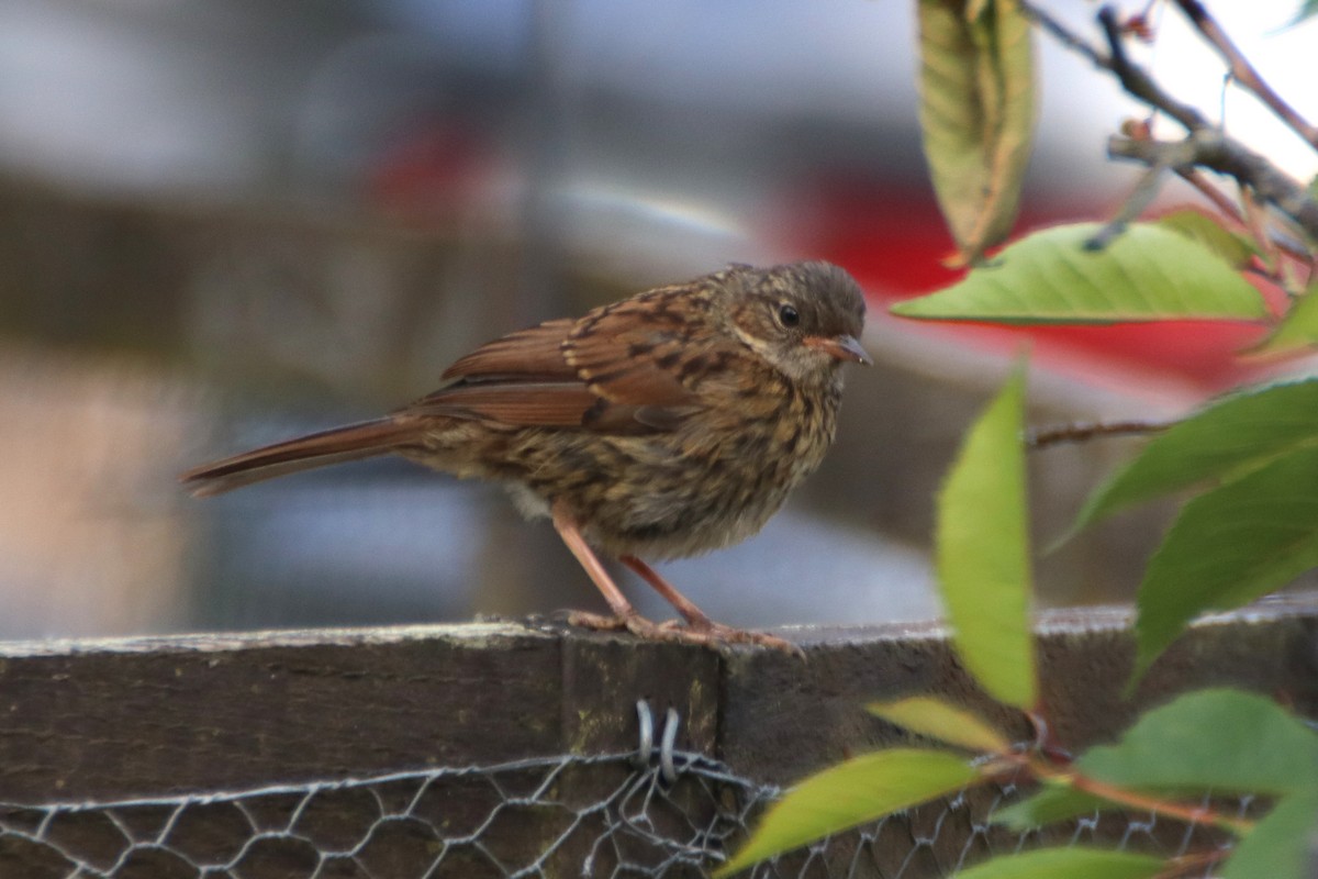 Dunnock - ML620471482