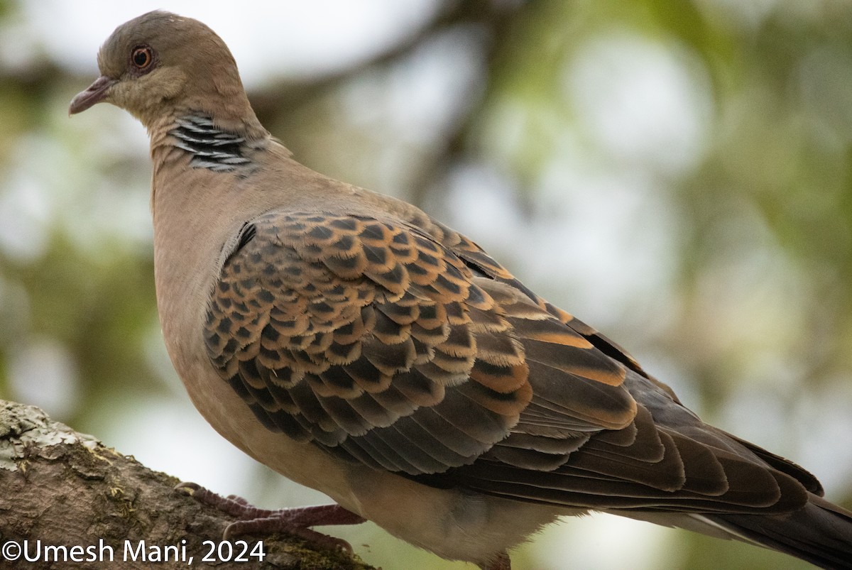 Oriental Turtle-Dove - ML620471486