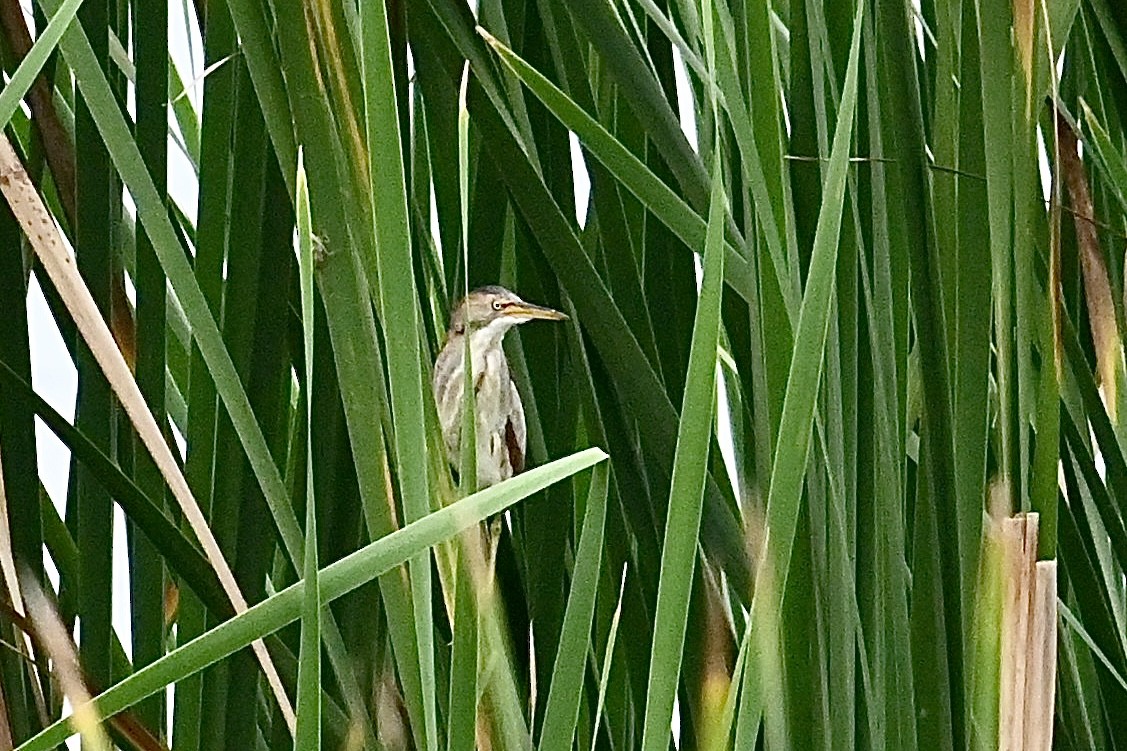 Least Bittern - ML620471488