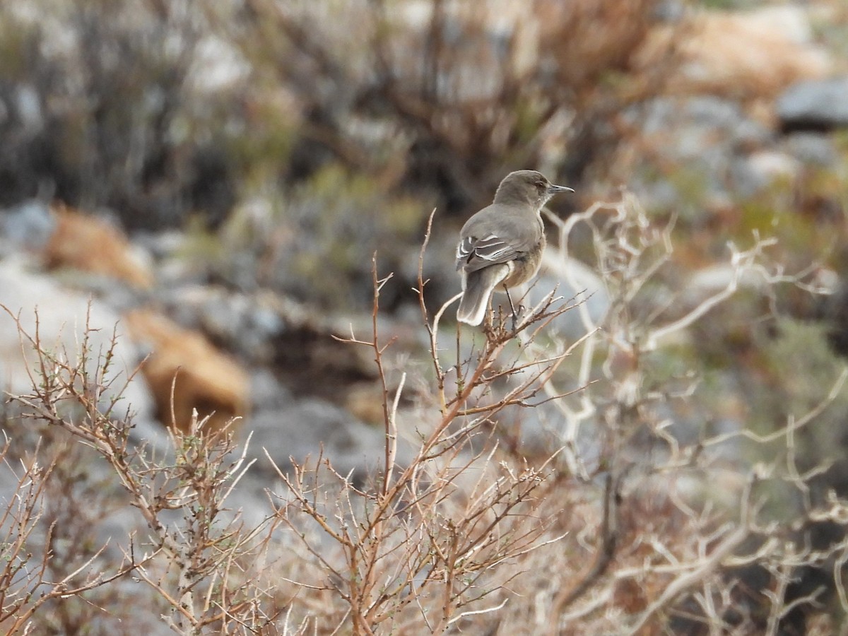 Black-billed Shrike-Tyrant - ML620471490