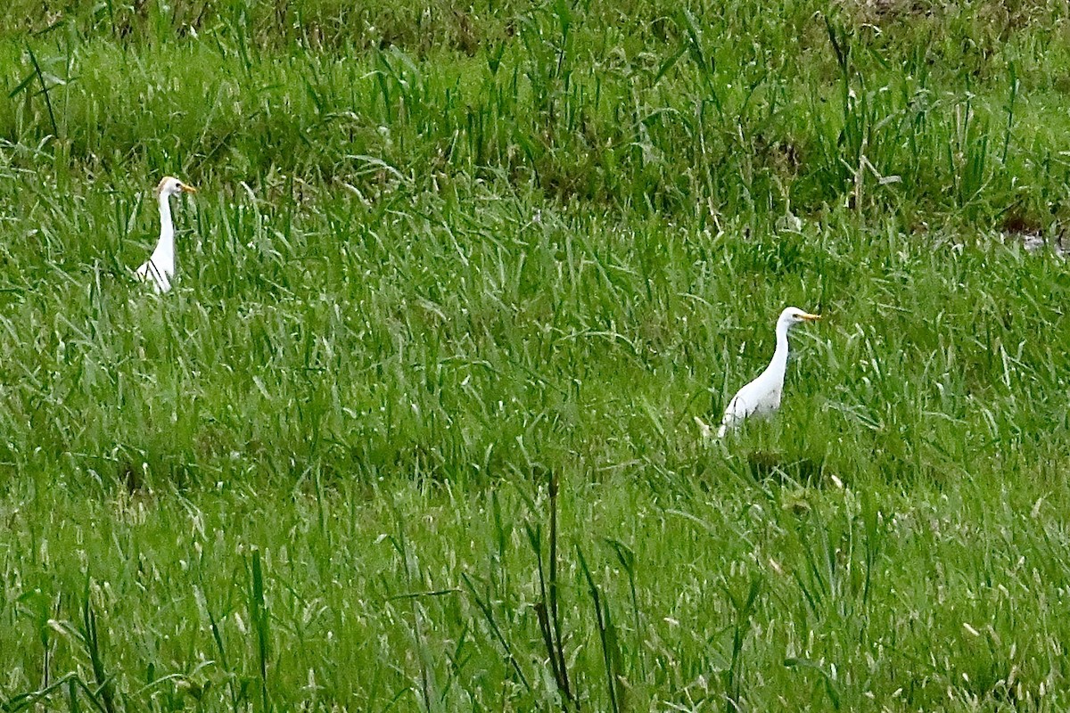 Western Cattle Egret - Dong Qiu