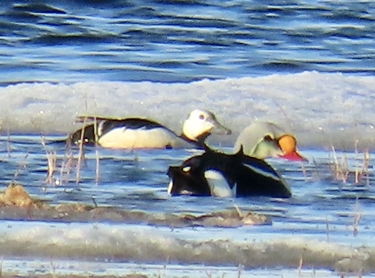 King Eider - ML620471495