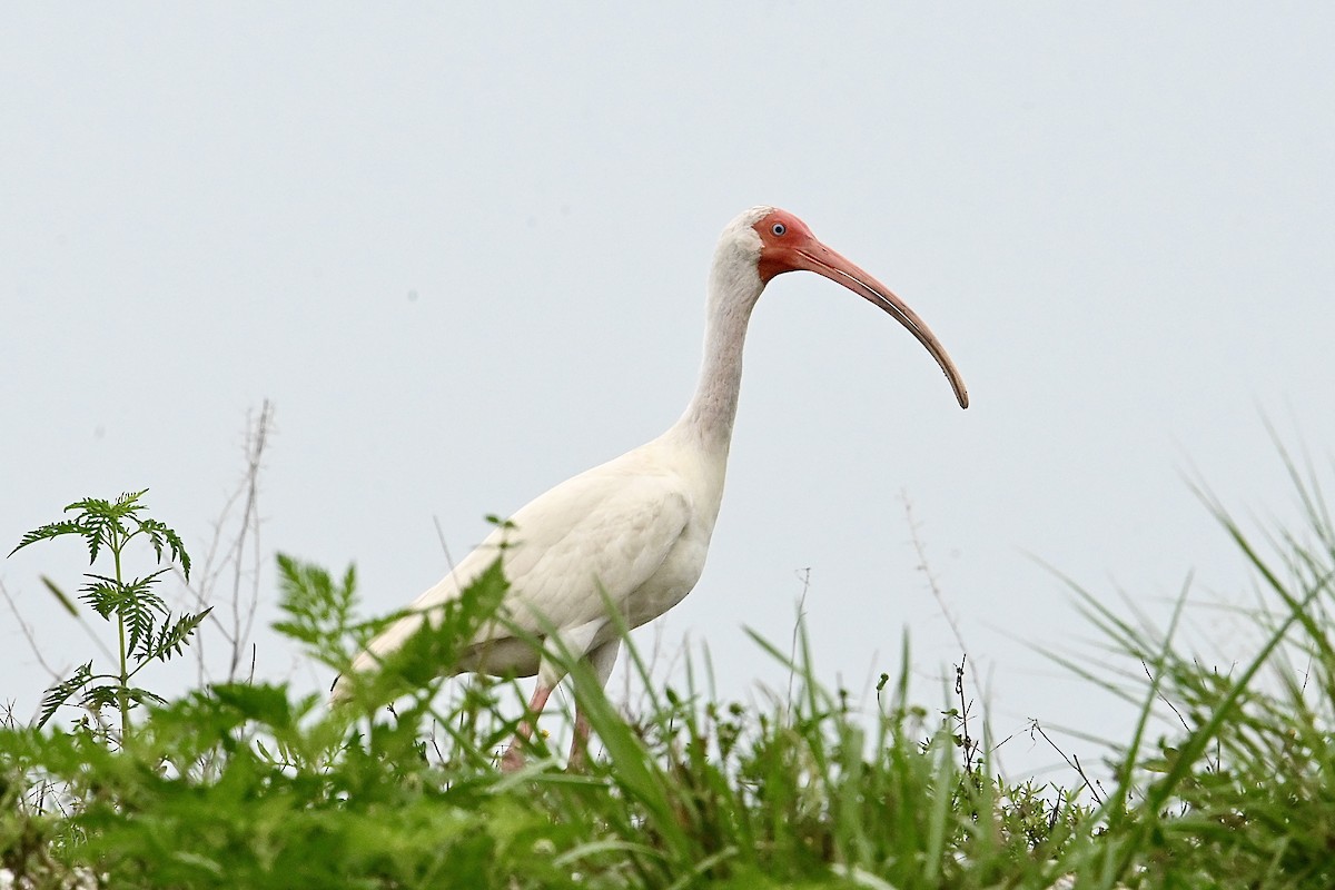 ibis bílý - ML620471497