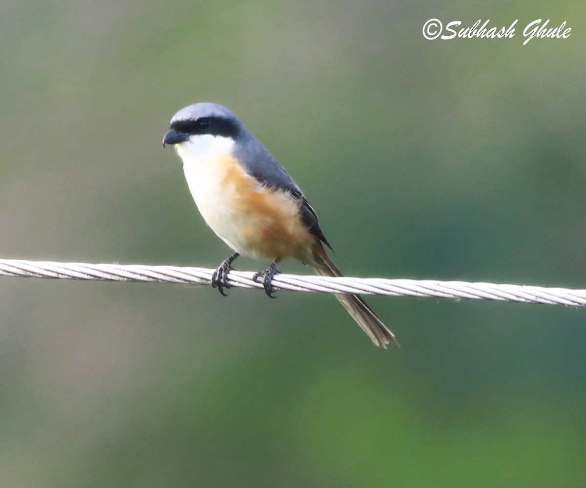 Gray-backed Shrike - ML620471503