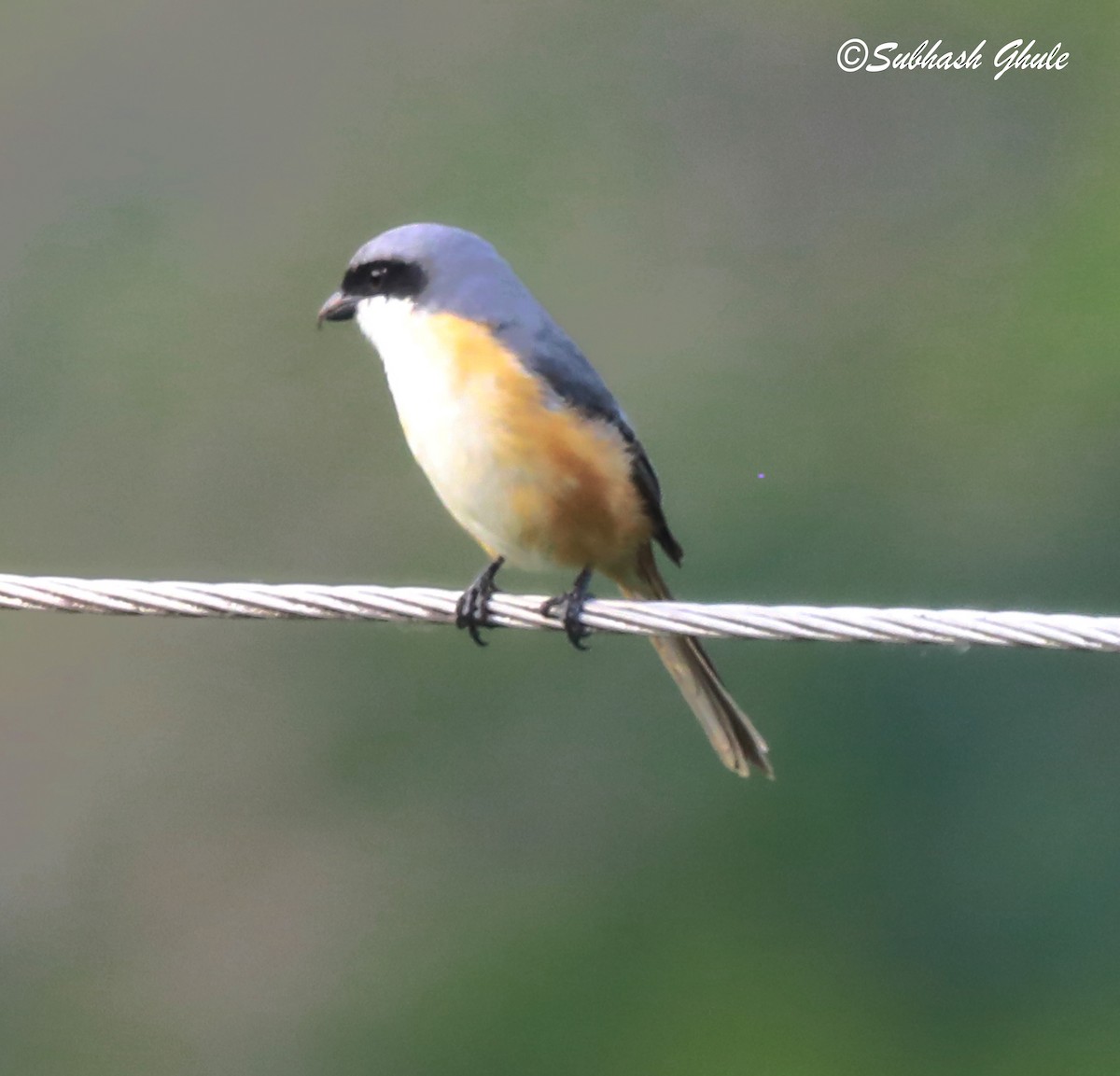 Gray-backed Shrike - SUBHASH GHULE