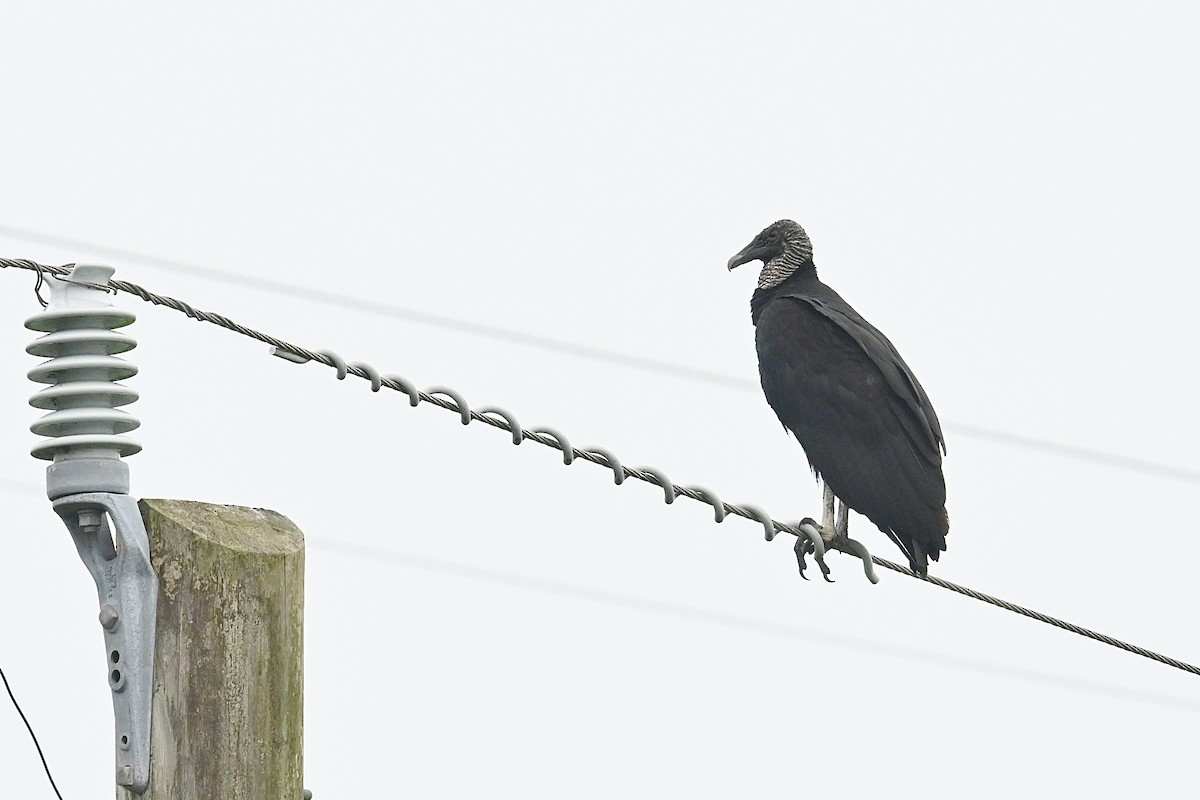 Black Vulture - Dong Qiu