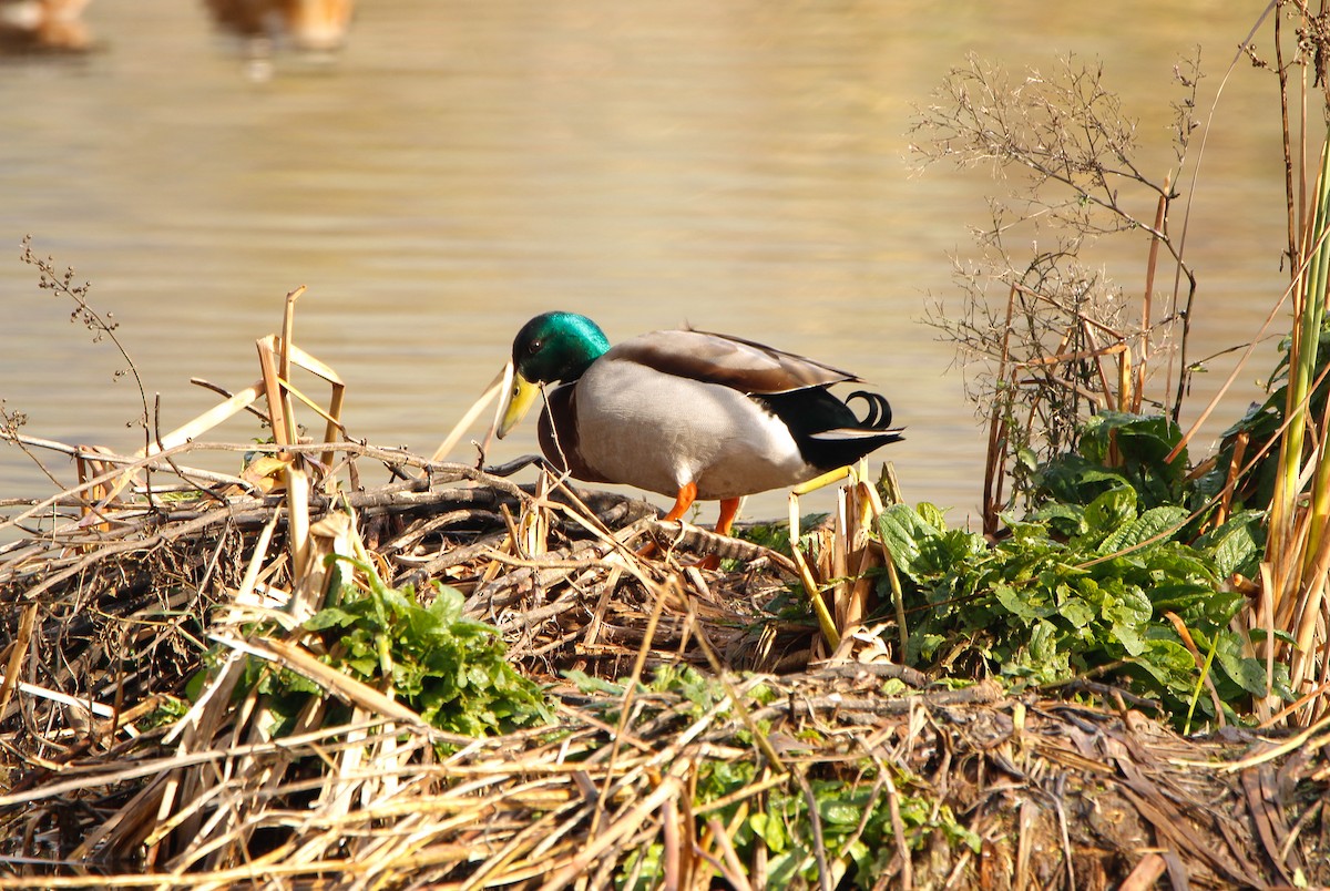 Mallard - Ada Rebolledo