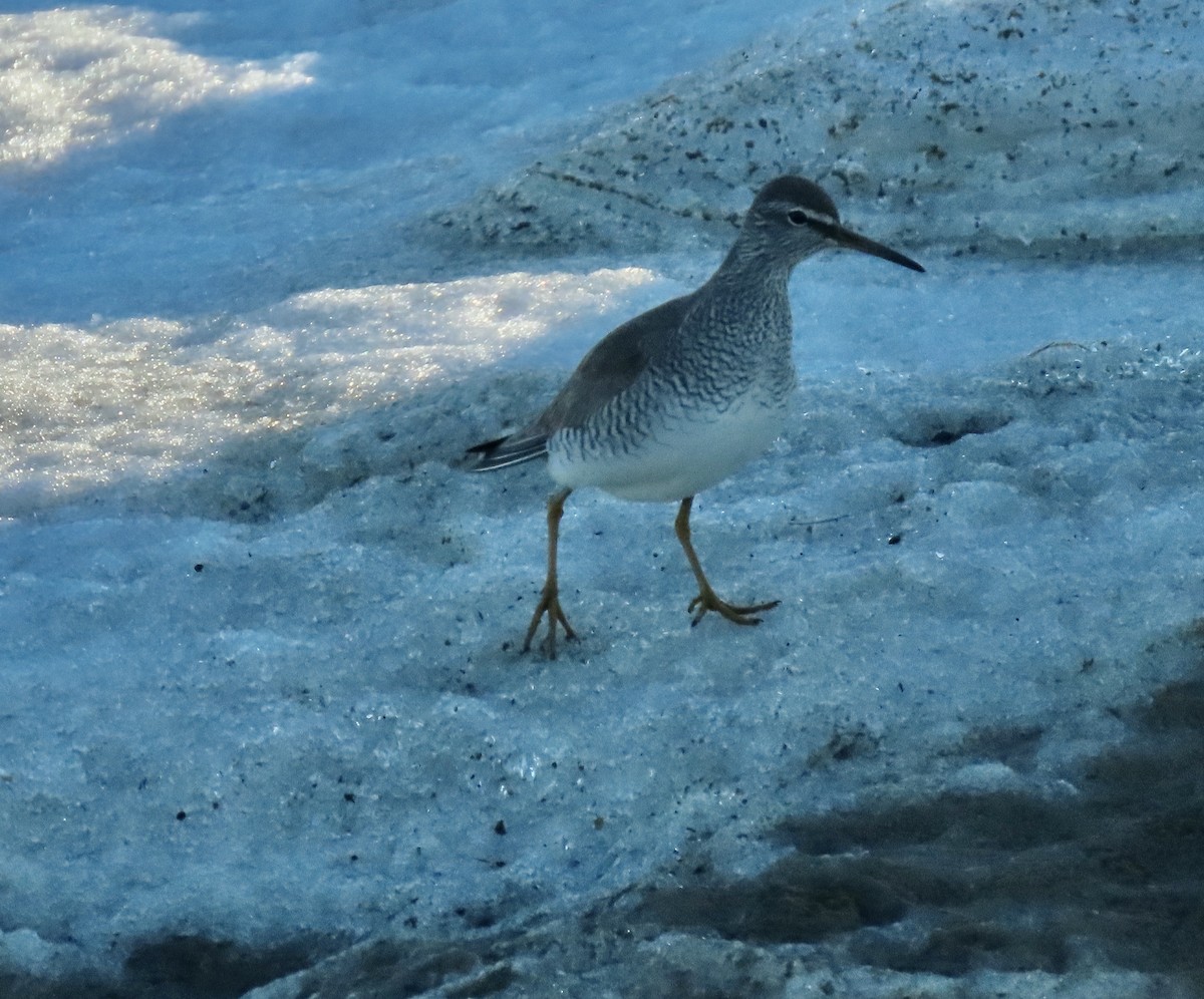 Gray-tailed Tattler - ML620471513