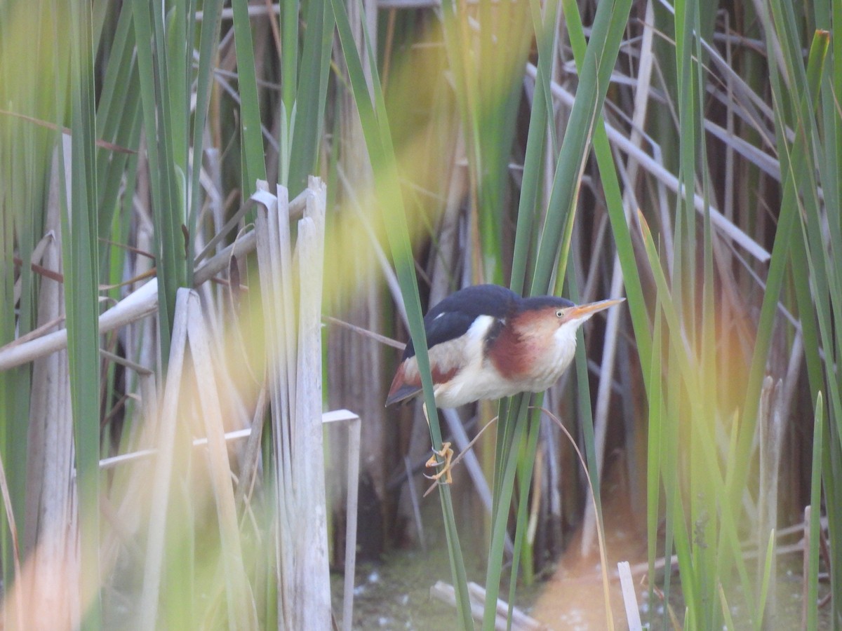 Least Bittern - ML620471514