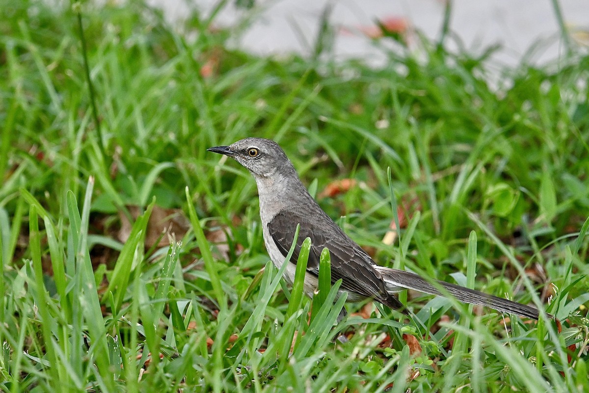 Northern Mockingbird - ML620471517