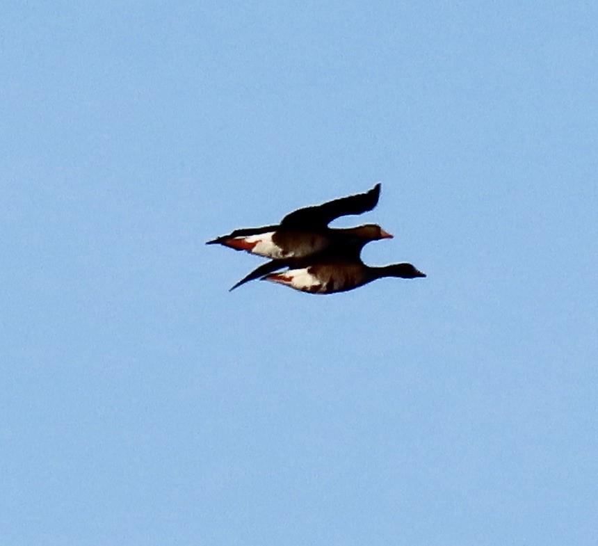 Greater White-fronted Goose (Western) - ML620471518