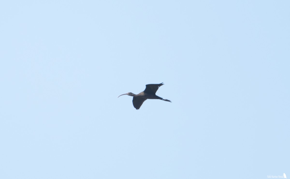 ibis americký - ML620471519
