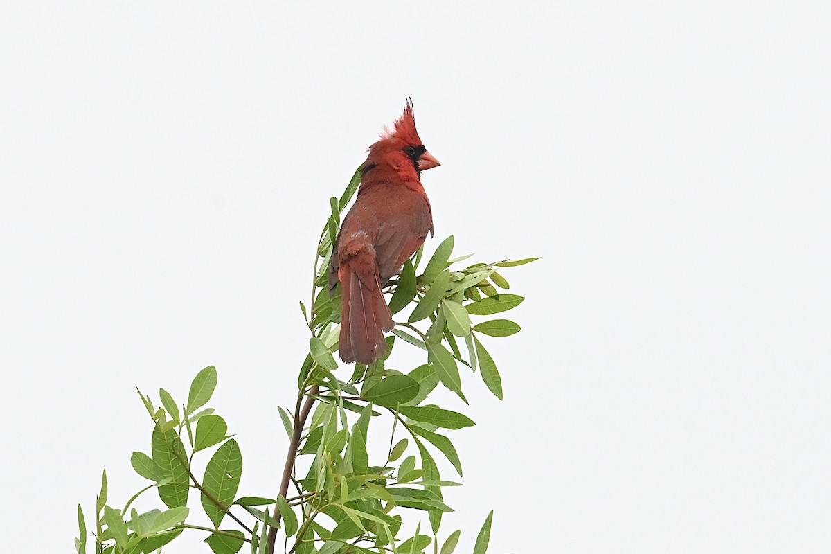 Cardinal rouge - ML620471525