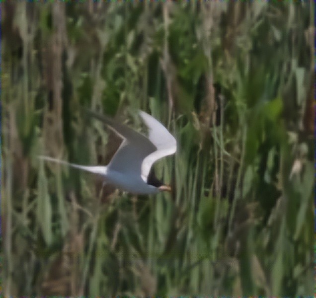 Forster's Tern - ML620471533