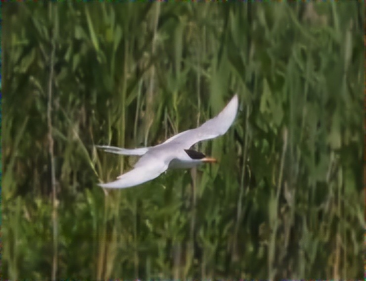 Forster's Tern - ML620471534