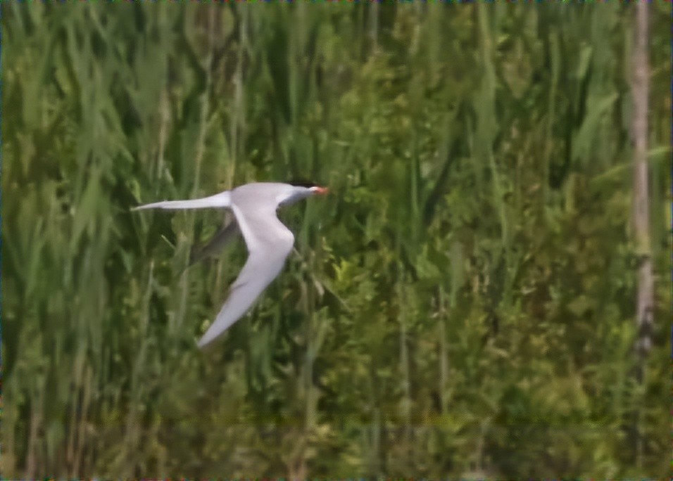 Forster's Tern - ML620471535