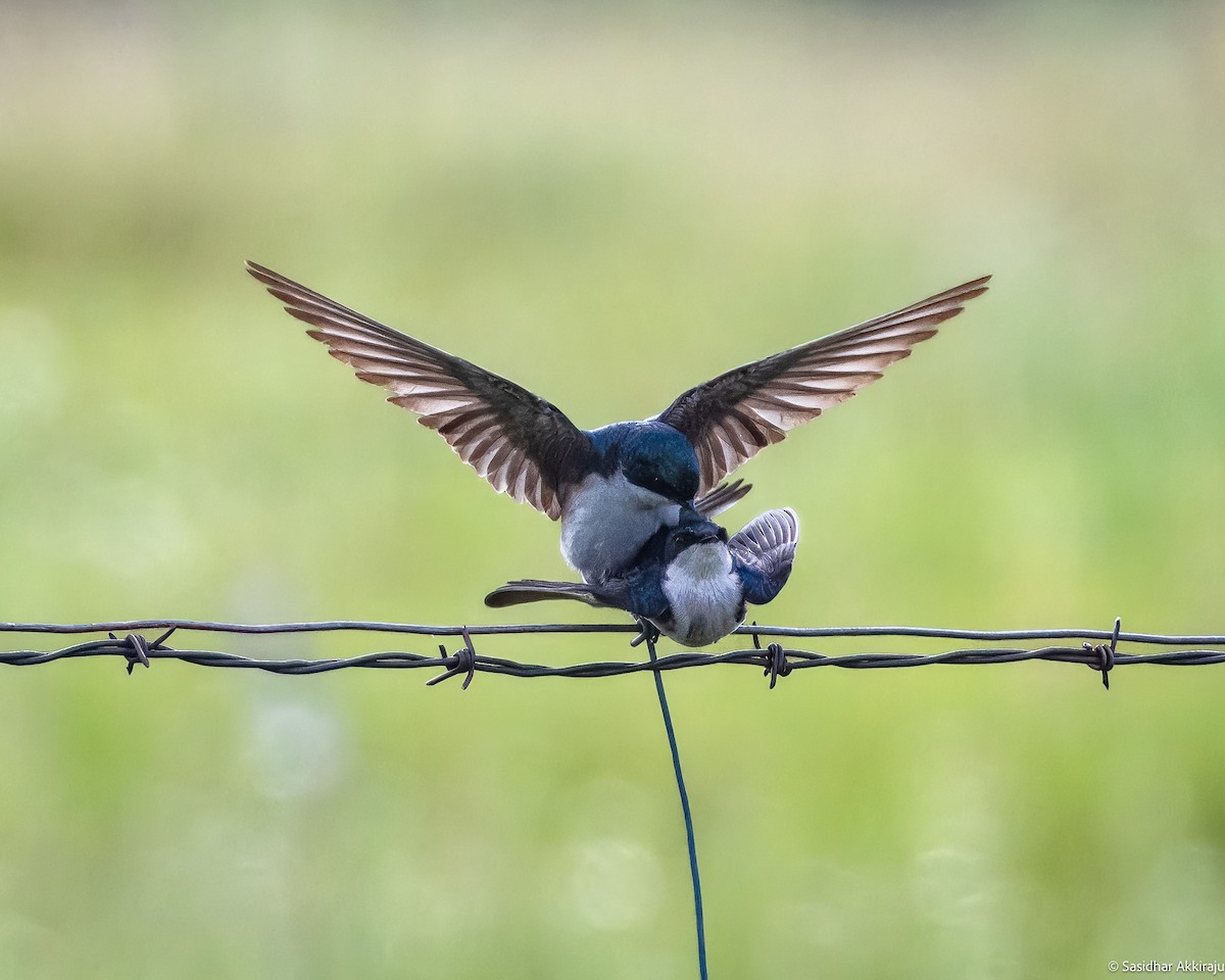 Golondrina Bicolor - ML620471542