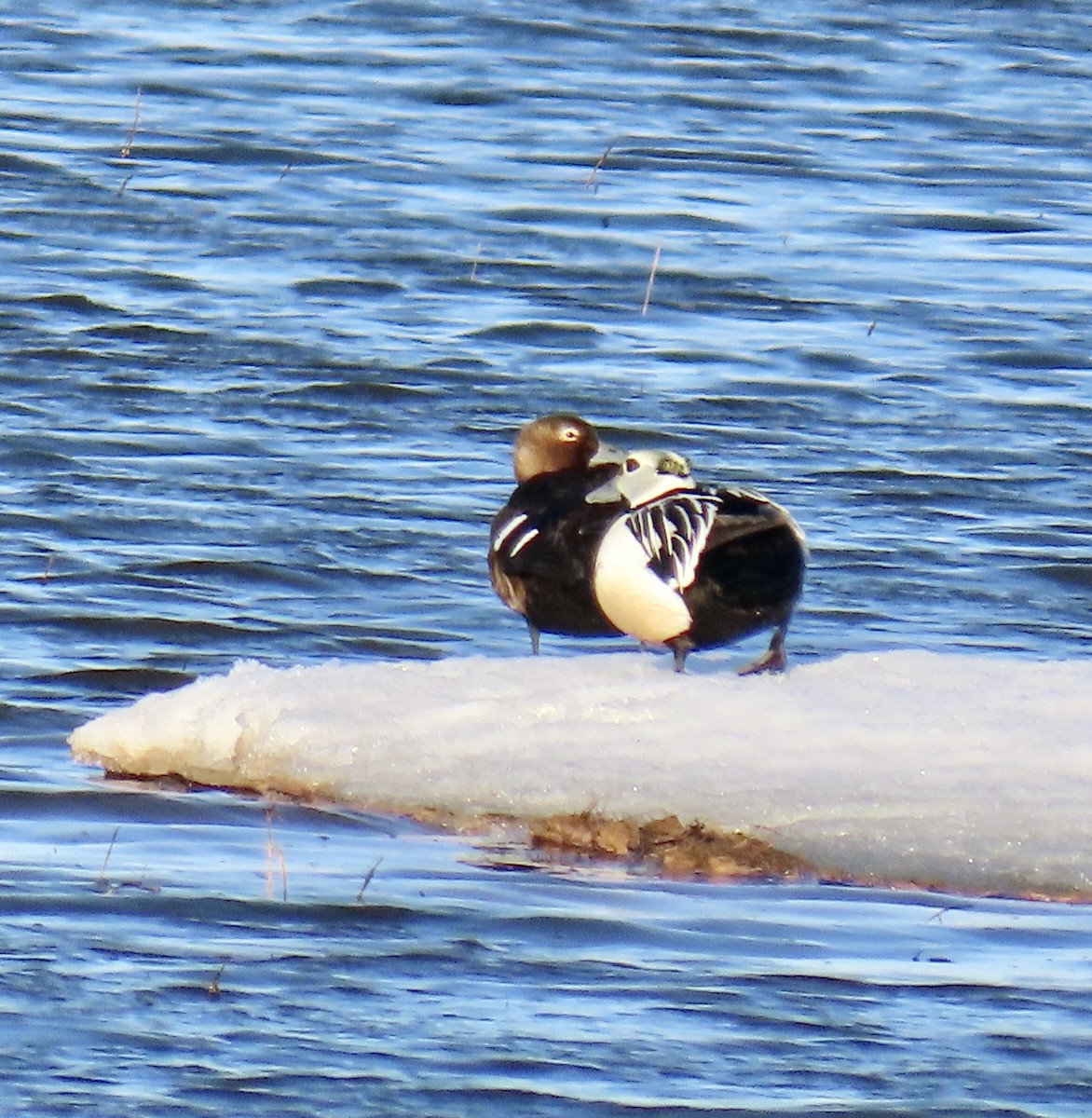 Steller's Eider - ML620471543