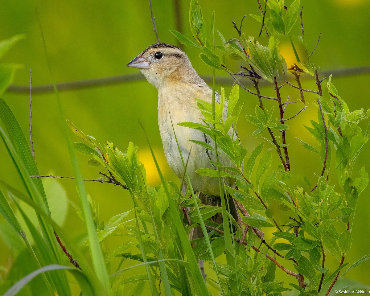 Grasshopper Sparrow - ML620471547