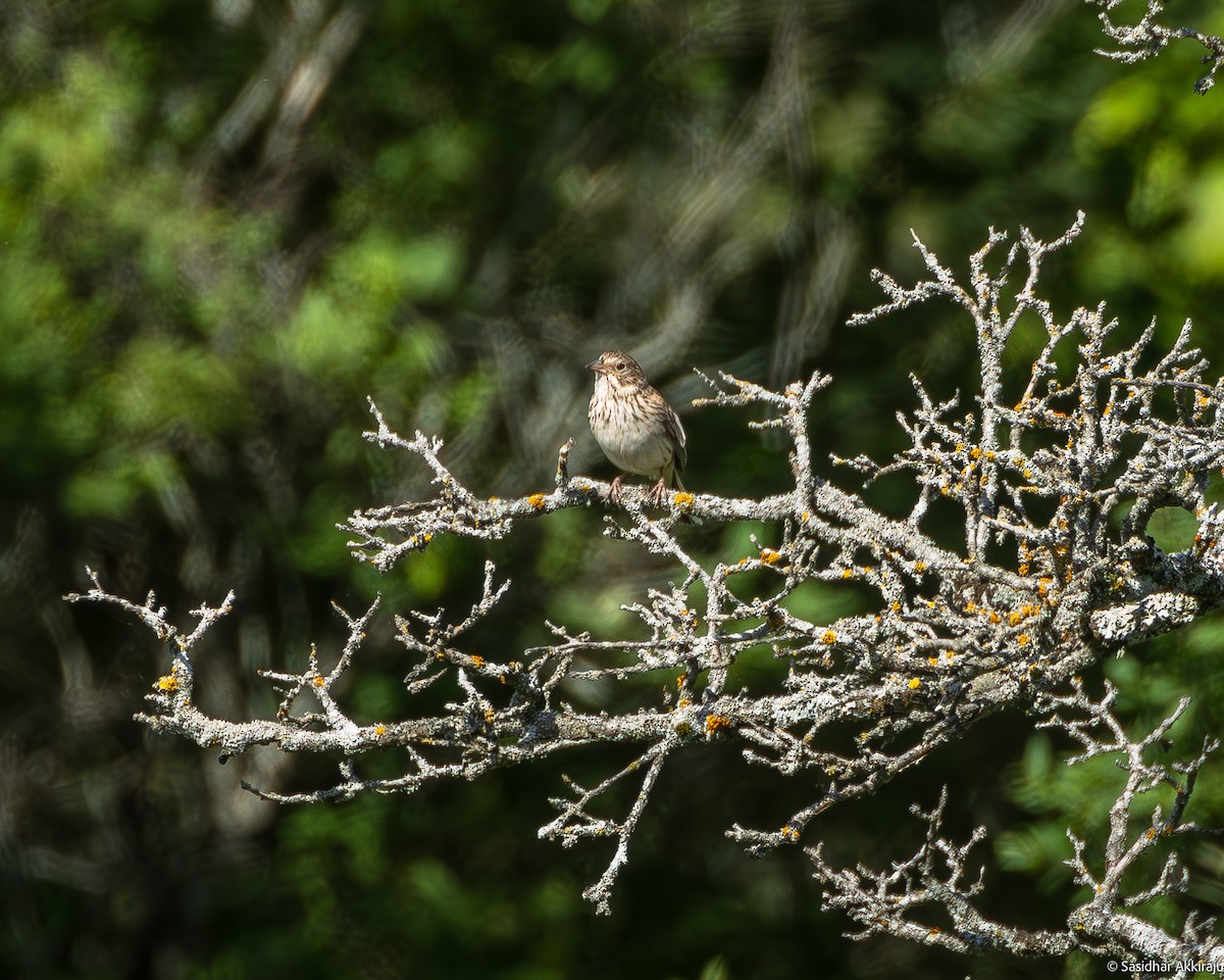 Vesper Sparrow - ML620471550