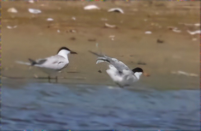 Gull-billed Tern - ML620471552