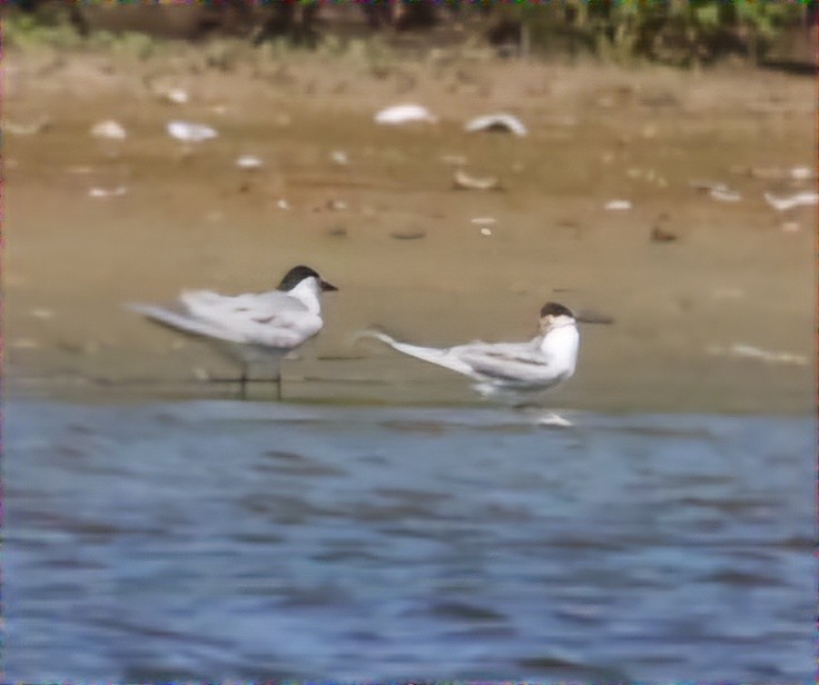 Gull-billed Tern - ML620471555