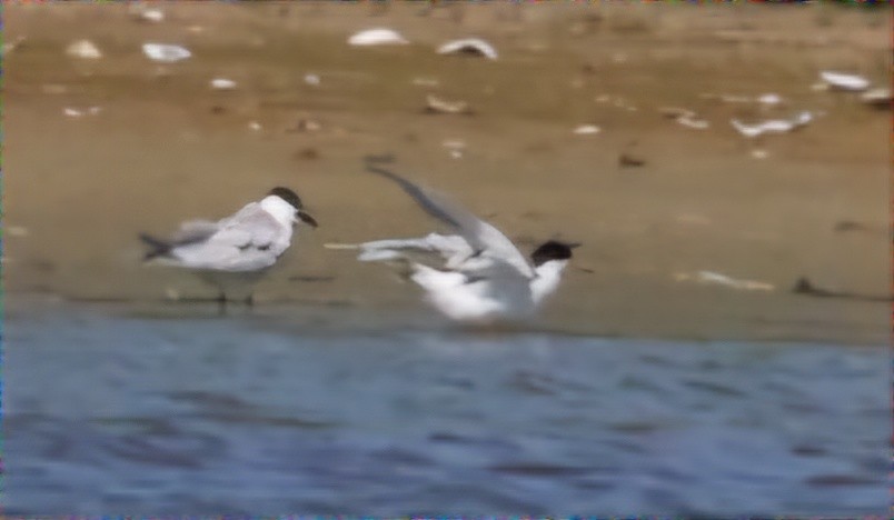 Gull-billed Tern - ML620471556