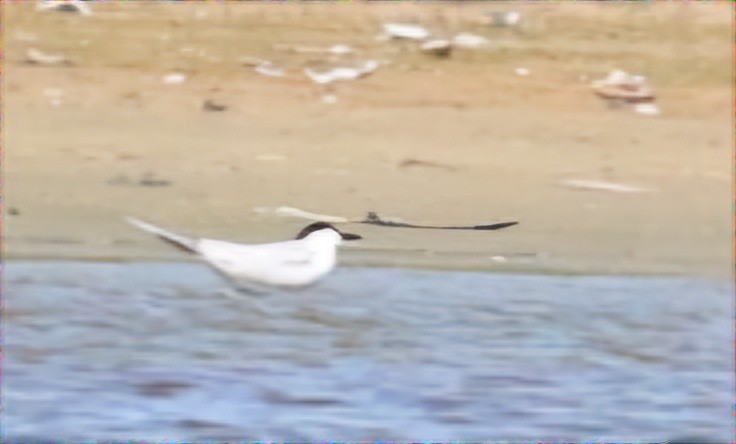 Gull-billed Tern - ML620471557