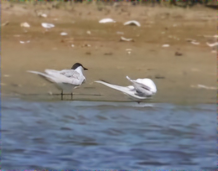 Gull-billed Tern - ML620471558